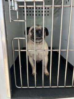 A168100 - Pug available for adoption