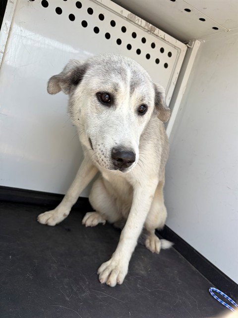A168209 - Siberian Husky available for adoption