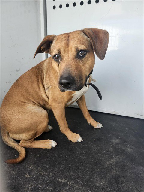 A167425 - Pit Bull Terrier available for adoption