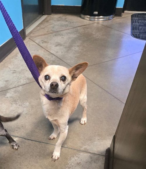 BARNEY - Chihuahua available for adoption