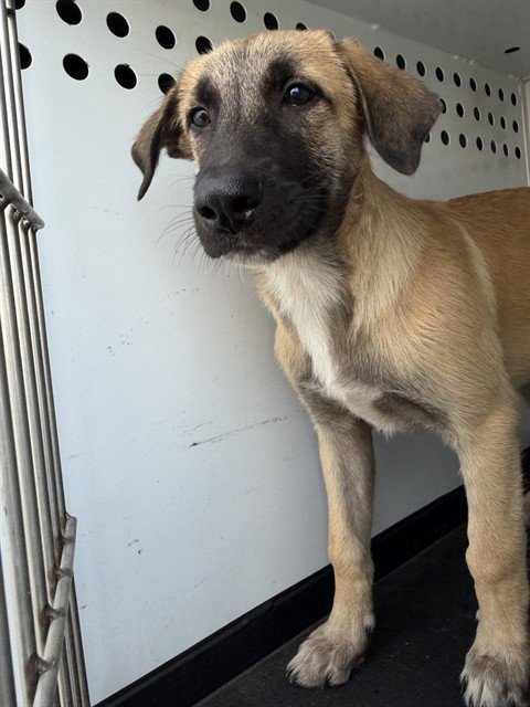 A171146 - German Shepherd Dog available for adoption