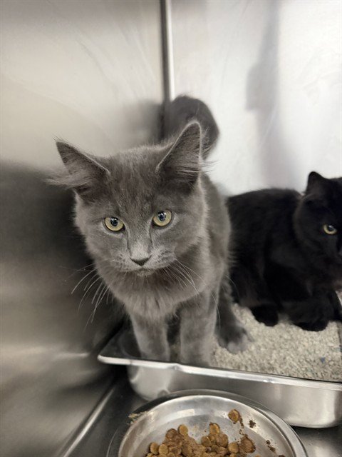 A168130 - Domestic Medium Hair available for adoption