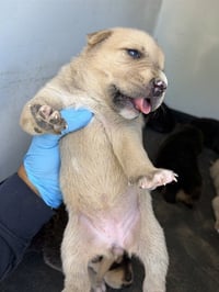 WINNIE - Photo 1