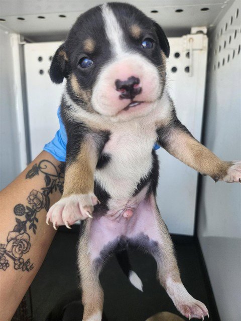 A167230 - German Shepherd Dog available for adoption