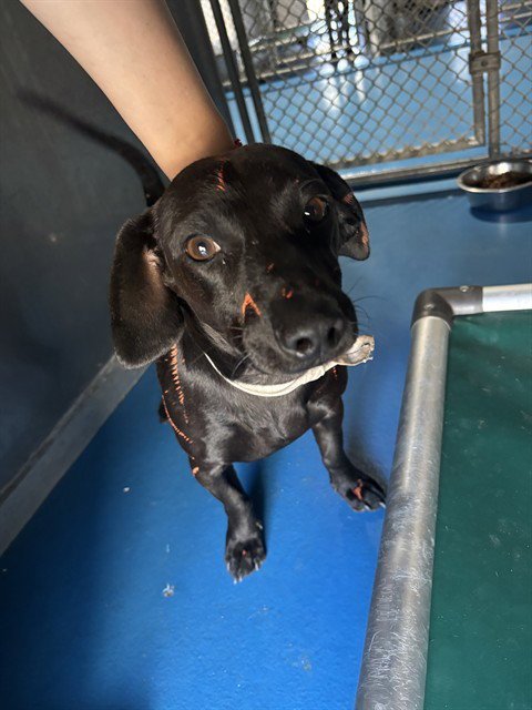 BOSTON - Dachshund available for adoption