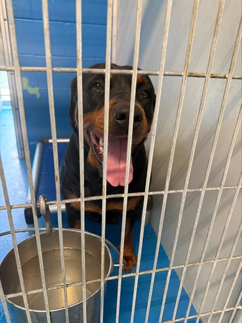 A166221 - Rottweiler available for adoption
