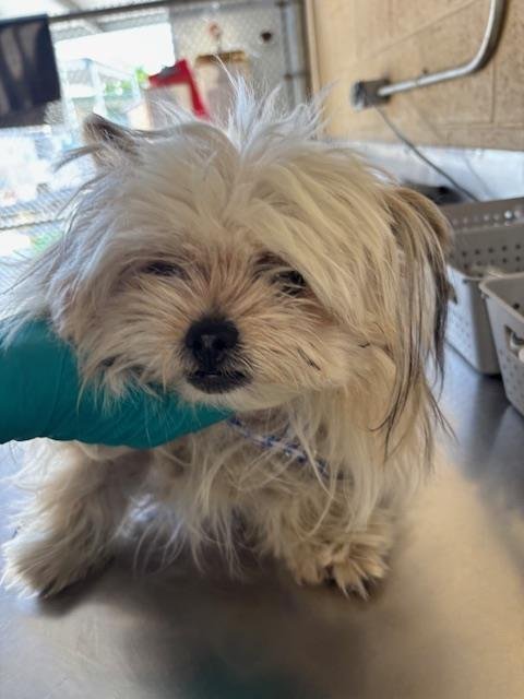 A167680 - Shih Tzu / Maltese available for adoption