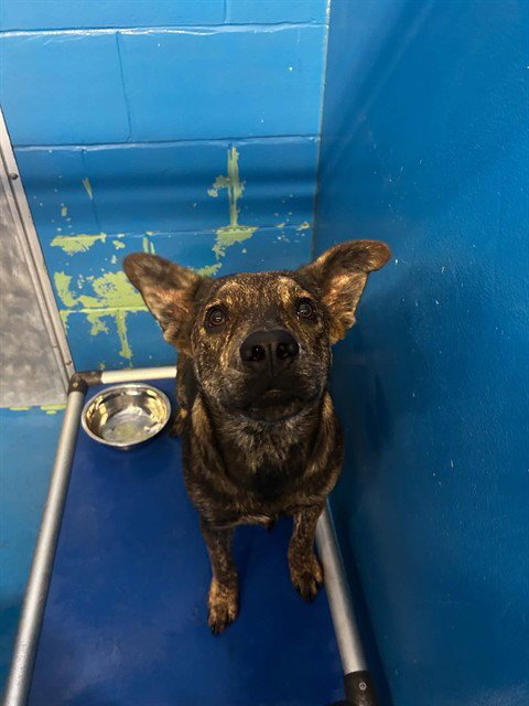 NALA - German Shepherd Dog available for adoption