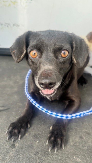 A167331 - Chihuahua available for adoption