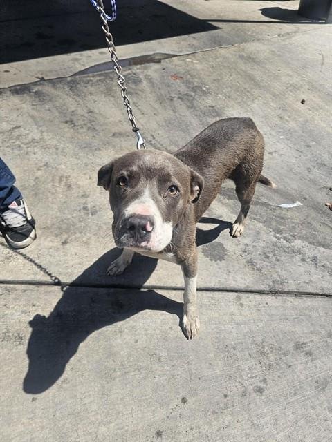 ATRAUS - Pit Bull Terrier available for adoption