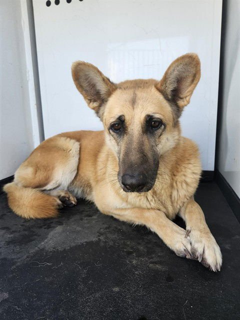 A165889 - German Shepherd Dog available for adoption