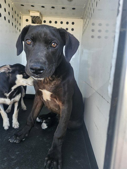 A167719 - Labrador Retriever available for adoption