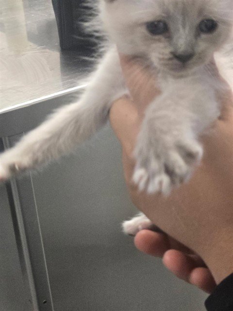 EARL GRAY - Siamese available for adoption
