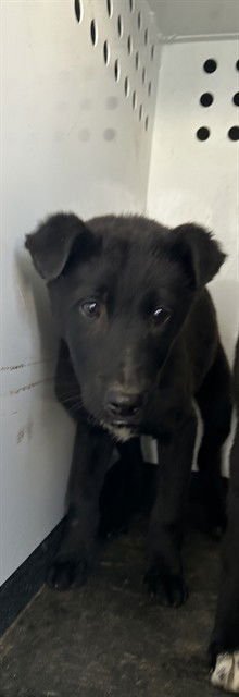 A166456 - German Shepherd Dog available for adoption