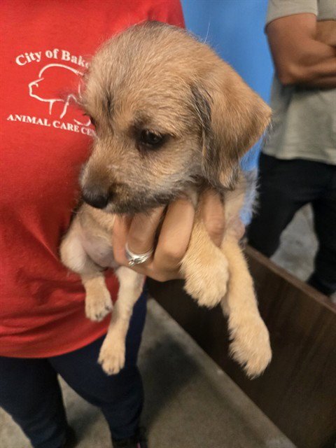 A169946 - Terrier available for adoption