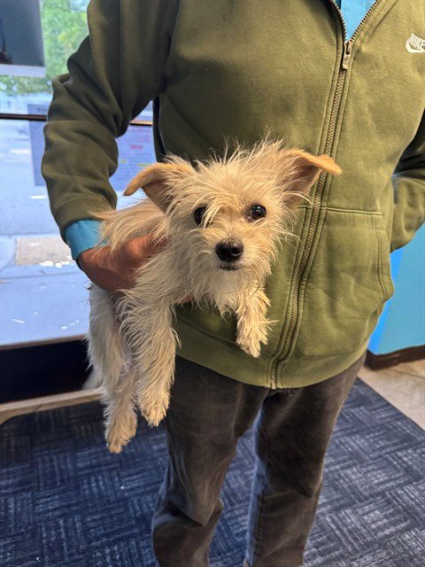 A168175 - Terrier available for adoption