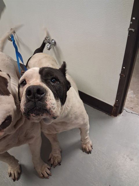 DUCHESS - American Staffordshire Terrier available for adoption