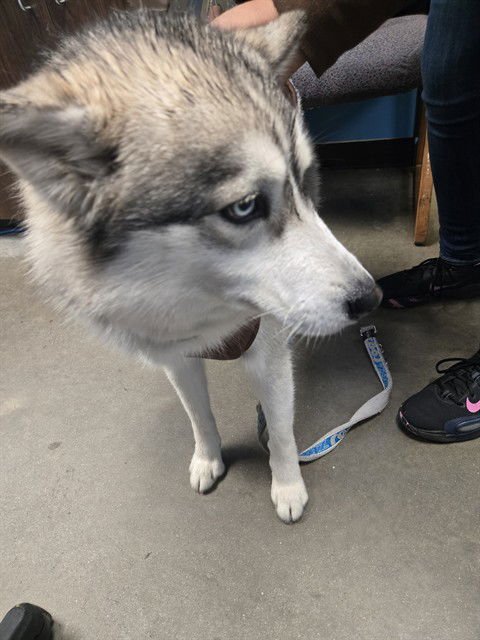 NOVA - Husky available for adoption