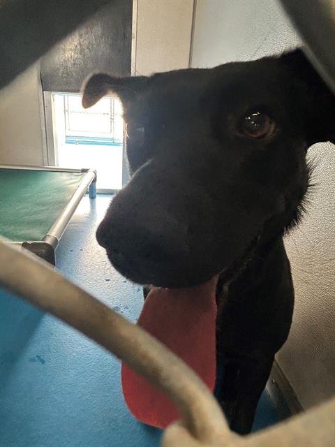 A170028 - German Shepherd Dog / Pit Bull Terrier available for adoption