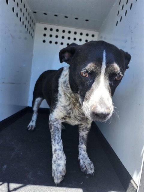 BRUNO - Queensland Heeler available for adoption