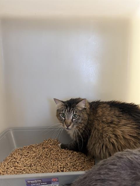 GIBBY - Domestic Medium Hair available for adoption