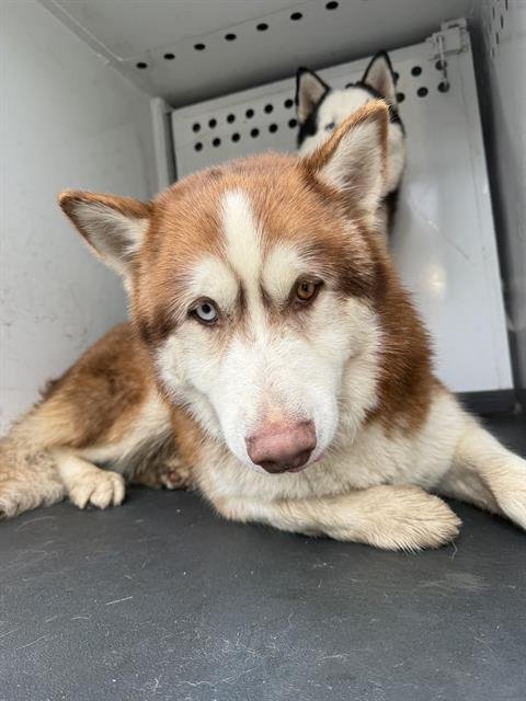 A165856 - Alaskan Malamute available for adoption