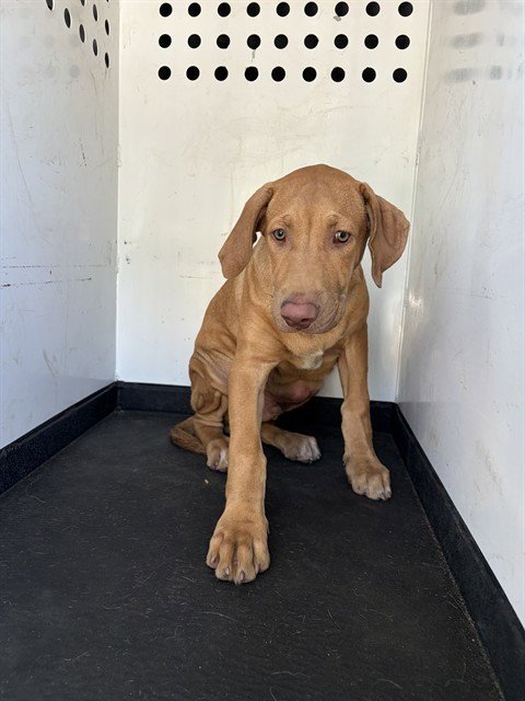A171015 - Labrador Retriever available for adoption