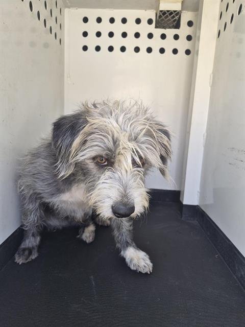 A167894 - Terrier available for adoption