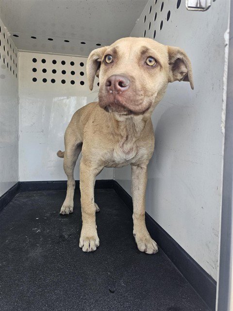A167658 - Pit Bull Terrier available for adoption