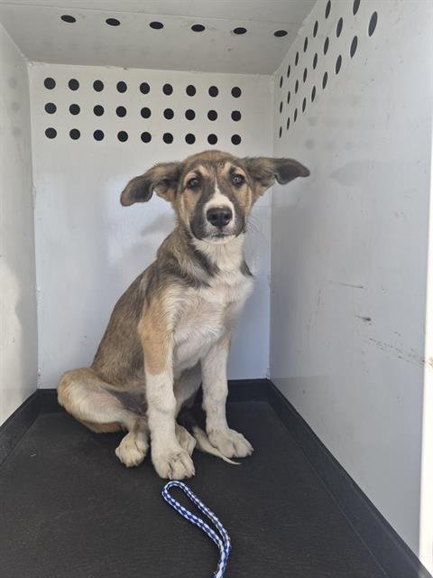 A170408 - German Shepherd Dog available for adoption