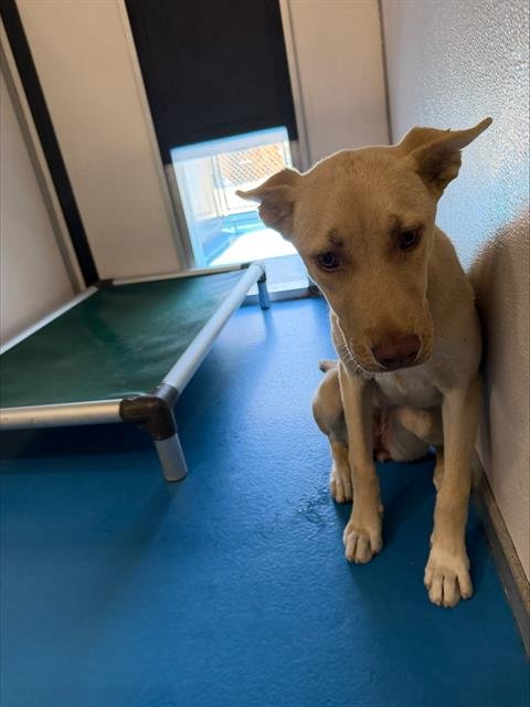 A169317 - German Shepherd Dog available for adoption