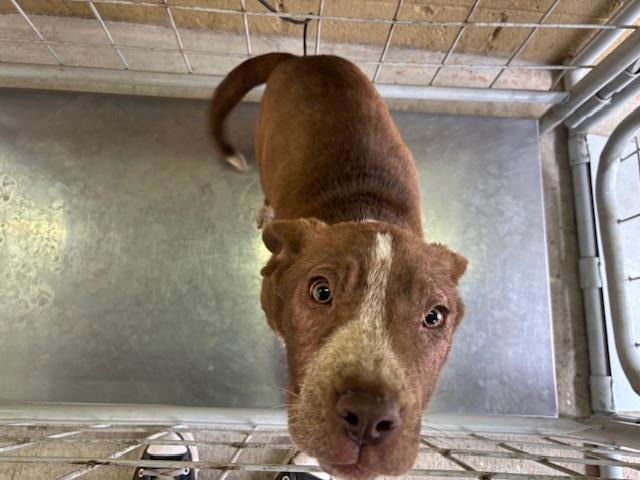 A167009 - Pit Bull Terrier available for adoption