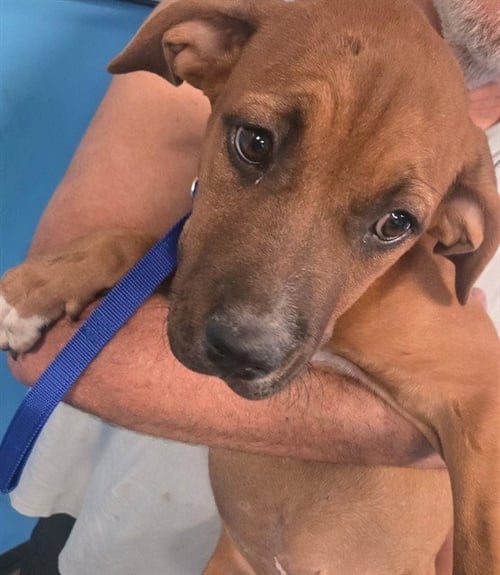 A171086 - Labrador Retriever available for adoption