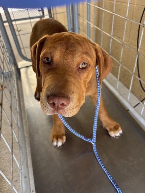 A168132 - Chinese Shar-Pei / Pit Bull Terrier available for adoption