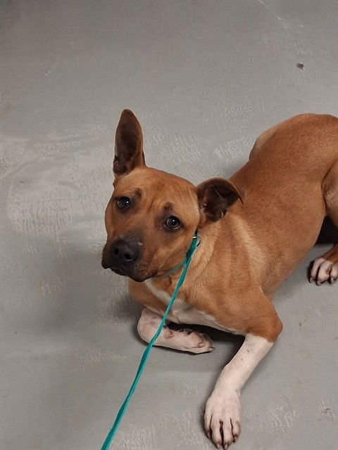 A166362 - Labrador Retriever / Pit Bull Terrier available for adoption