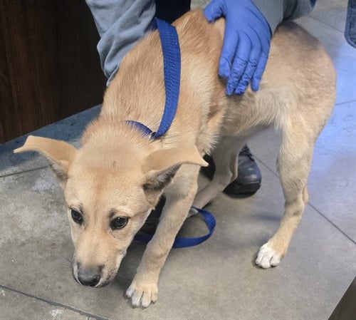 A168069 - German Shepherd Dog available for adoption