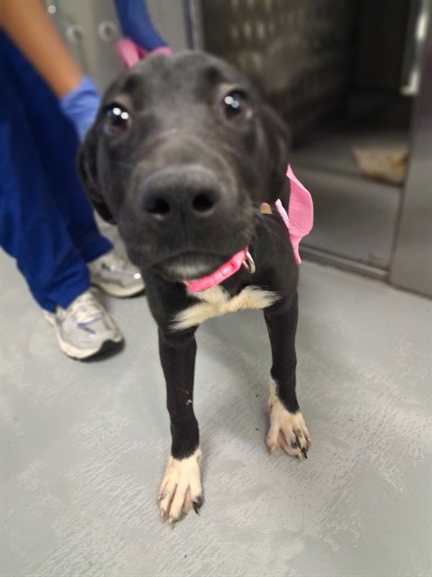 A168206 - Labrador Retriever available for adoption