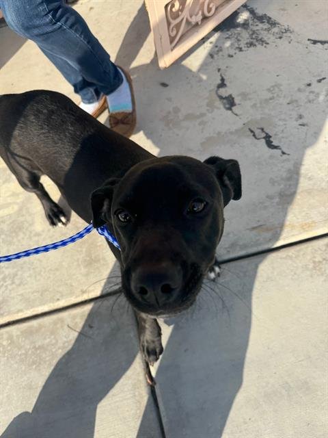 A166462 - Pit Bull Terrier available for adoption