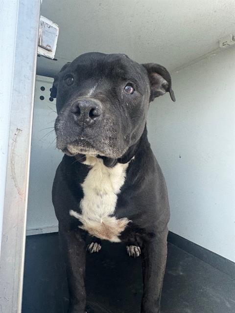 A166488 - Pit Bull Terrier available for adoption