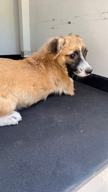 A169991 - Terrier available for adoption