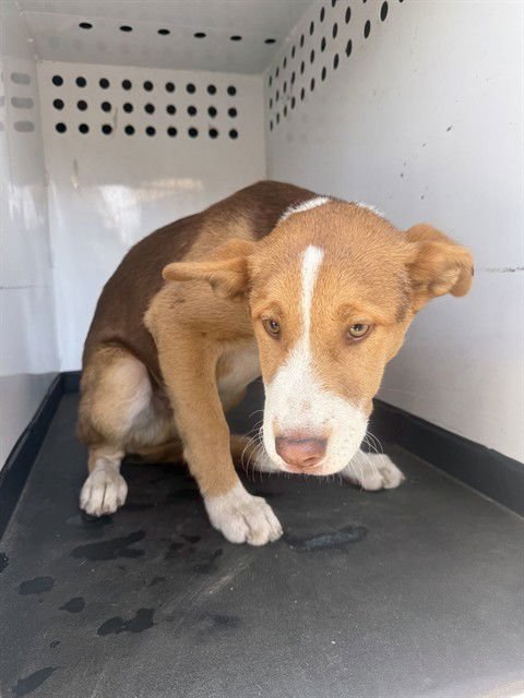 A167272 - Labrador Retriever / Pit Bull Terrier available for adoption