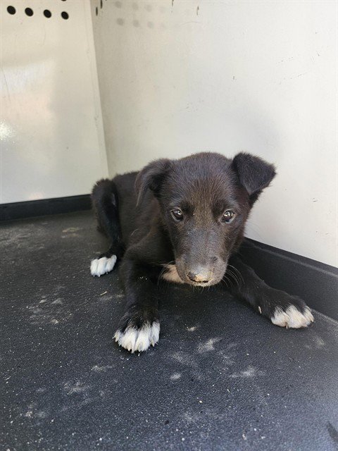 A169210 - Labrador Retriever available for adoption