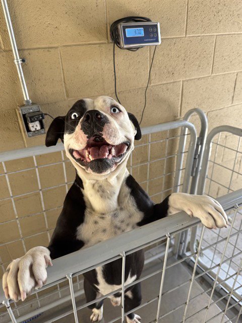DRACO - Boxer available for adoption