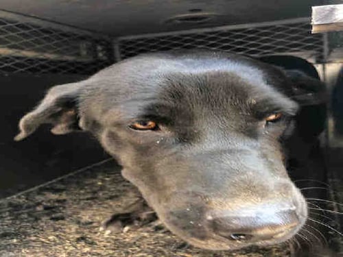 DUDLEY - Labrador Retriever available for adoption