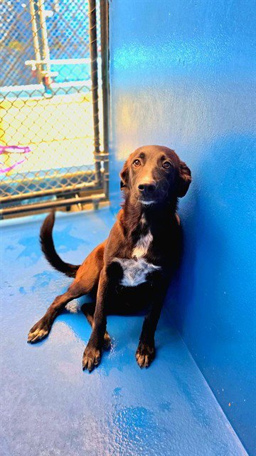 MORTICIA - German Shepherd Dog / Hound available for adoption