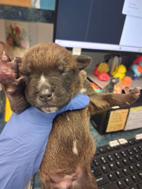 A165527 - Pit Bull Terrier available for adoption