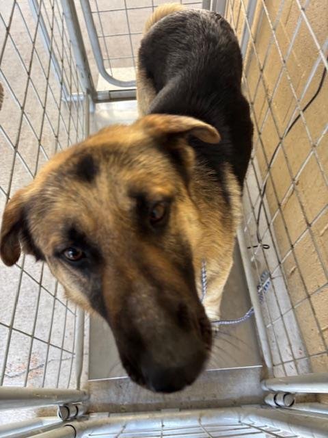 A168015 - German Shepherd Dog available for adoption