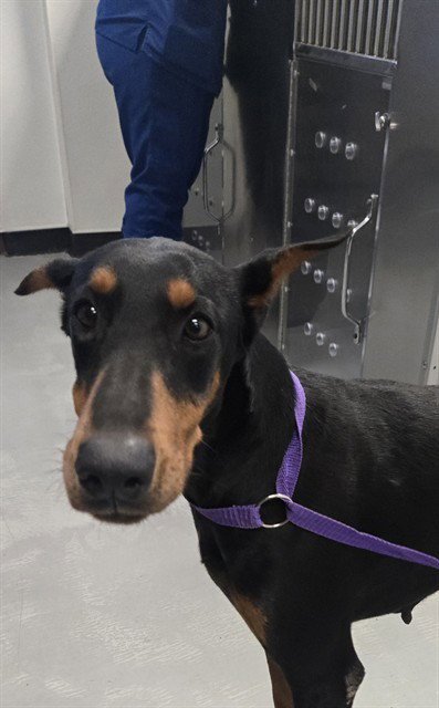 A167945 - Doberman Pinscher available for adoption