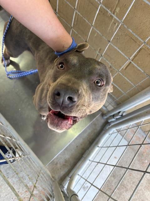 A167241 - Pit Bull Terrier available for adoption