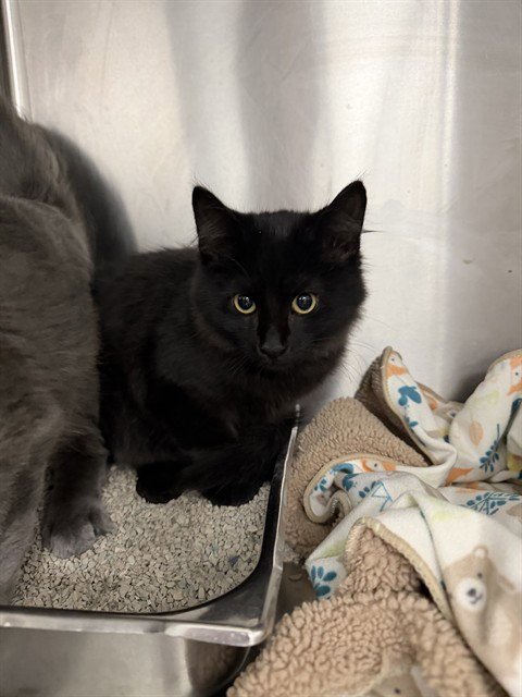 A168129 - Domestic Medium Hair available for adoption